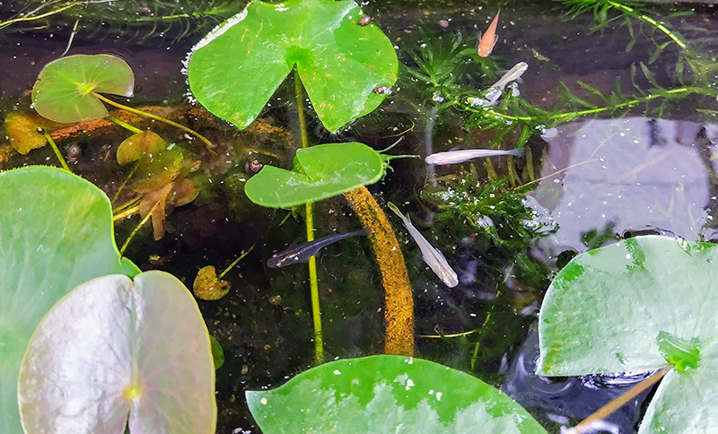 お店のアイドルめだかさん