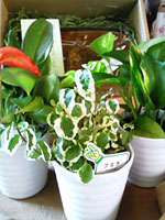 お客さんに頂いたかわいいお花たち