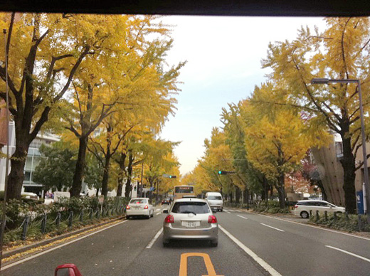 山下公園前の銀杏並木