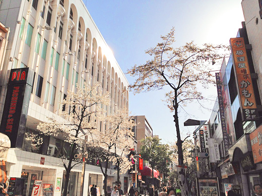 イセザキモールのこぶしの花