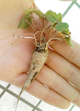 ドクダミの根っこ