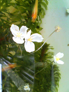 ホテイアオイの白い花