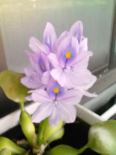 ホテイアオイの紫色の花