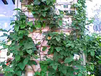 ブラックベリー