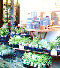 ハーブ苗・ミニ観葉植物