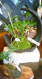 ミニ盆栽