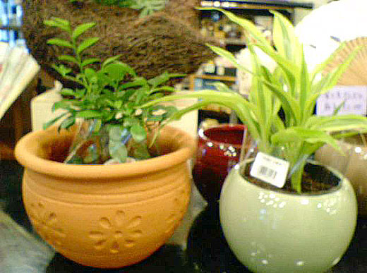 ミニ観葉植物とハーブの苗木