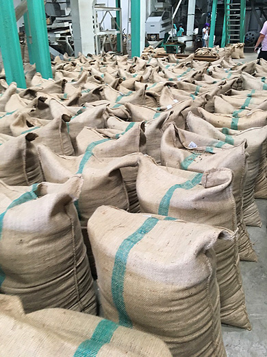 インドネシア メダンにあるサリマクムール社のコーヒー工場見学