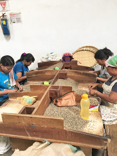 インドネシア サリマクムール社 コーヒー生豆のハンドピック