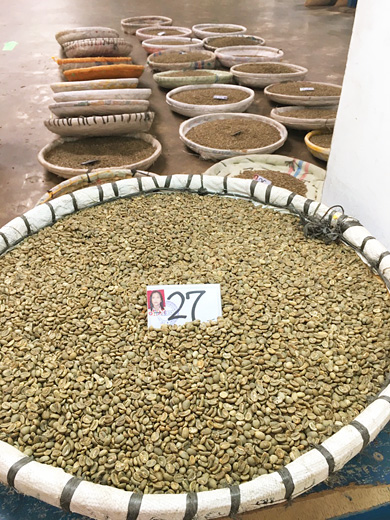 インドネシア サリマクムール社 コーヒー生豆のハンドピック