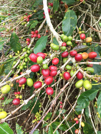 コーヒーの実