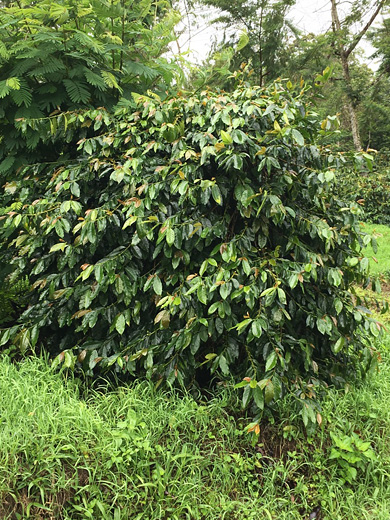 インドネシア ワハナ農園