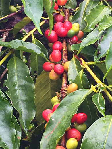 インドネシア ワハナ農園