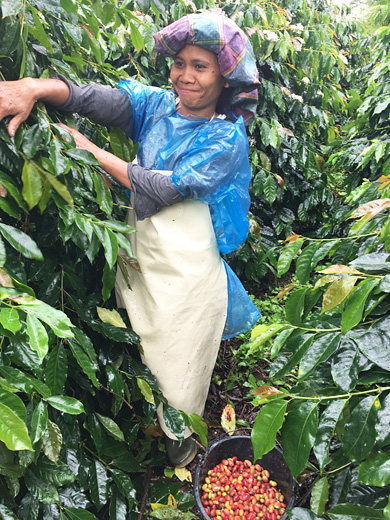 インドネシア ワハナ農園 ロングベリーのコーヒーの実を収穫
