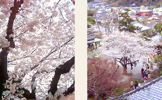 鎌倉のキレイな桜の花