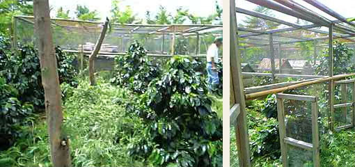 ワハナ農園のルアックの小屋