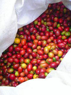 手摘みしたコーヒーチェリー