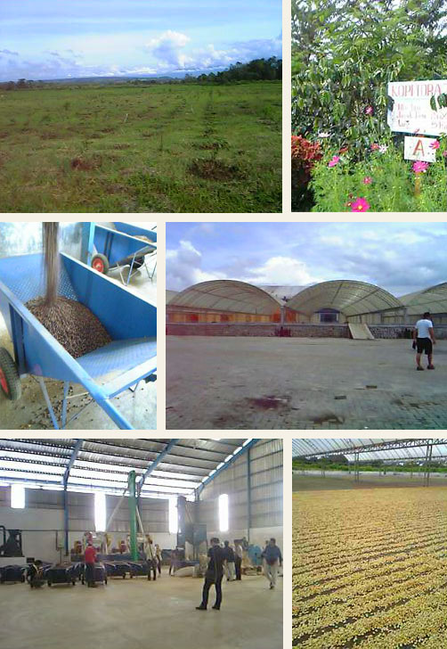 広くてきれいなワハナ農園