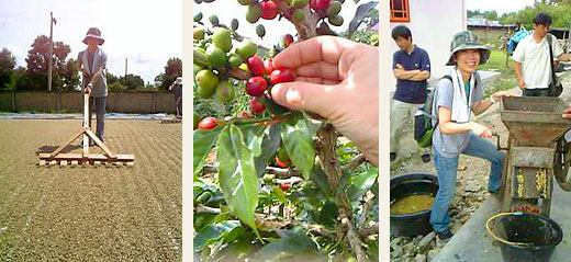 リントン ニフタの農協で手伝