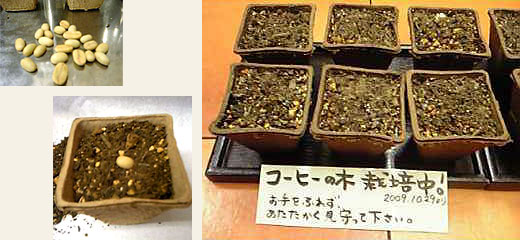 コーヒーの木栽培中