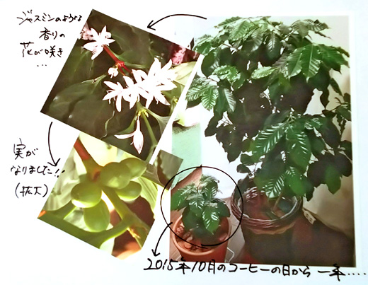 コーヒーの苗木プレゼントフェアー