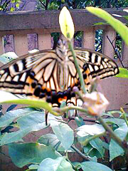 冬のアゲハチョウ