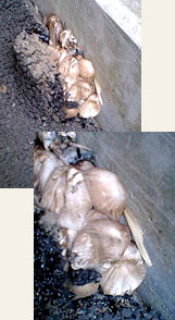 アスファルトからきのこ