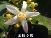 金柑の花