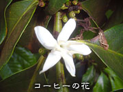 コーヒーの花