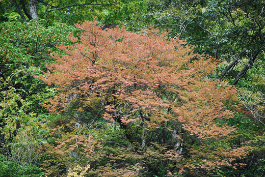 西丹沢の紅葉