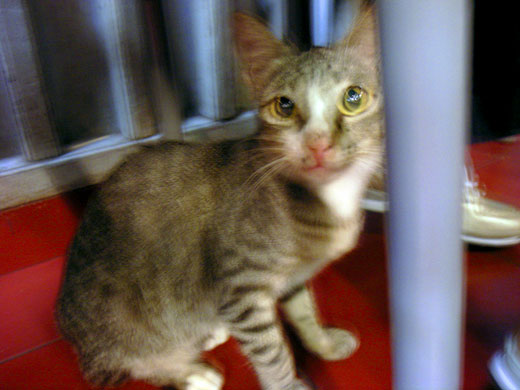 ジャカルタのインドネシア料理店に居た猫