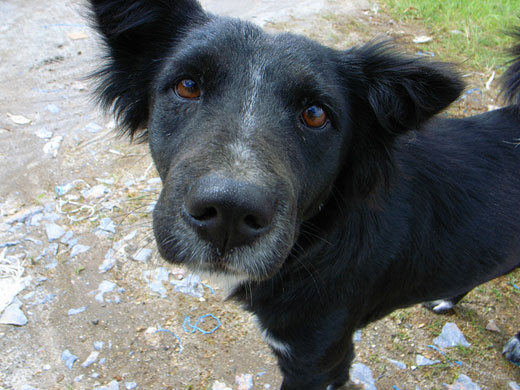 インドネシアのコーヒー業者の犬