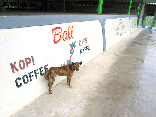 案内してくれる犬