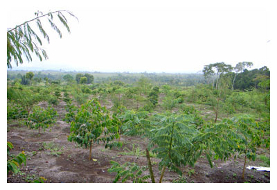 トバ湖周辺の産地の2年前に訪れた時の風景