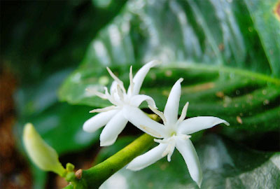 コーヒーの花