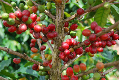たわわに実ったコーヒーチェリー