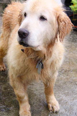 シェリー（ゴールデン・レトリーバー メス 年齢不詳）