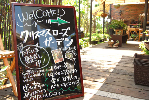 クリスマスローズガーデン