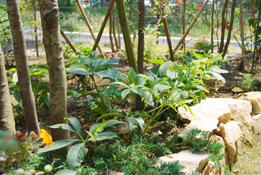 クリスマスローズの葉