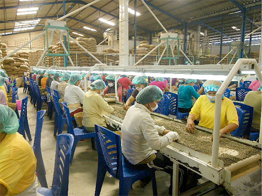 コーヒー豆を大人数でハンドピック