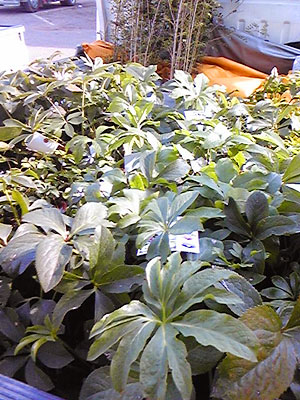 全部クリスマスローズです