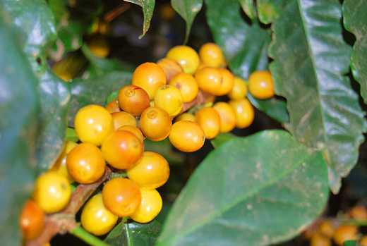 黄色いコーヒーの実