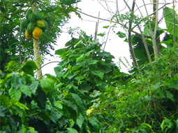 程よく色付いて食べごろのパパイヤ