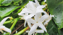 キレイで香水のような香り