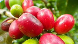 たわわについたコーヒーチェリー