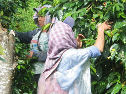 コーヒーの実を収穫する女性達