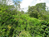 周囲はジャングル