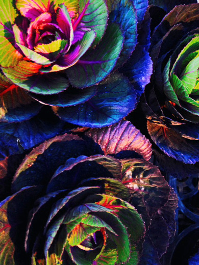 葉牡丹(ハボタン)