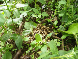 ルアック（ジャコウネコ）のうんち