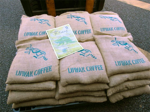 コピルアック生豆